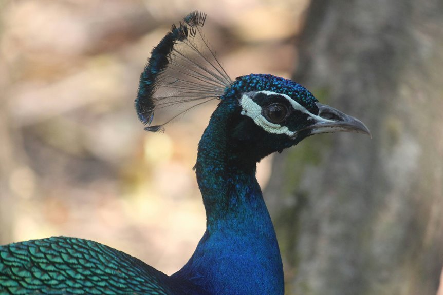 aurora crest pulse identifier