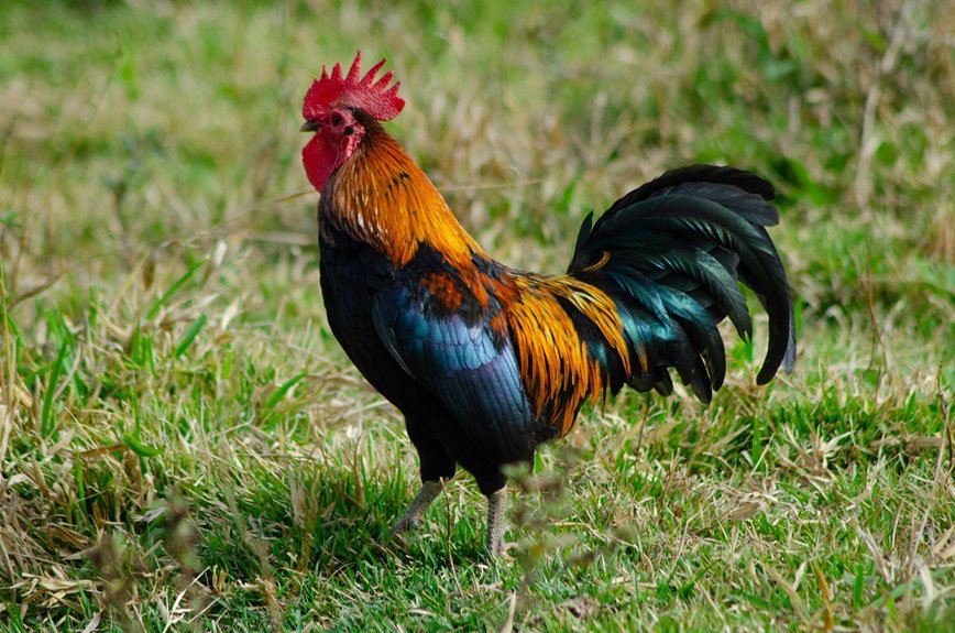 phoenix terra crest address