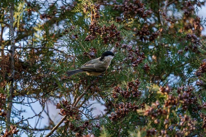 radiant grove nexus location