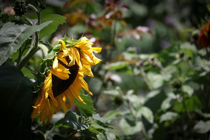 solstice rune passage code