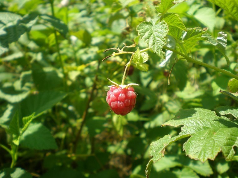 raspberrymorsels codex restorune 4432611213