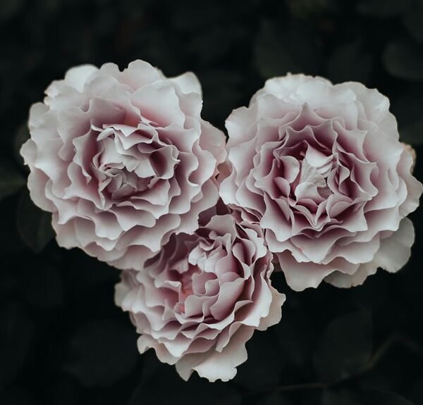 Zenflora Cloudberrypetals 8102759257 Nutrisphere Ledger